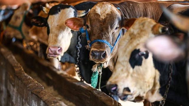 Kurban Bayramı ne zaman? 2022 Kurban Bayramı hangi tarihte kutlanacak? Kurban Bayramı tatili kaç gün?