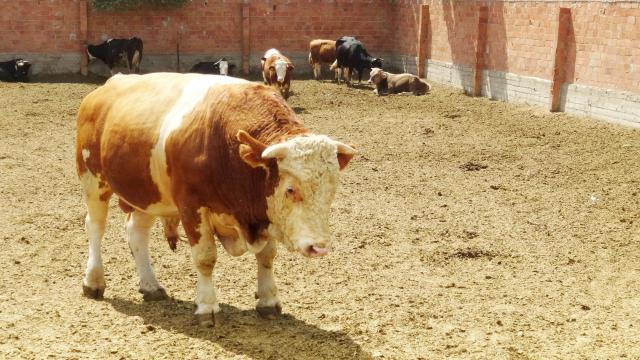 Kurban Bayramı ne zaman? 2022 Kurban Bayramı hangi tarihte kutlanacak? Kurban Bayramı tatili kaç gün?