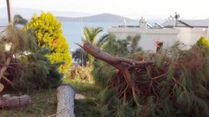 Deniz manzarasını kapatıyor diye ağaçları kestiler