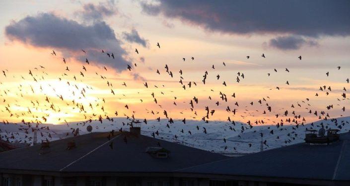 Ardahan'da karga istilası