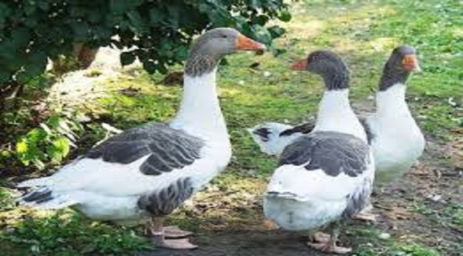 Bursa&#039;da  Sokak Köpekleri 280 kazı telef etti!