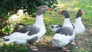 Bursa'da  Sokak Köpekleri 280 kazı telef etti!