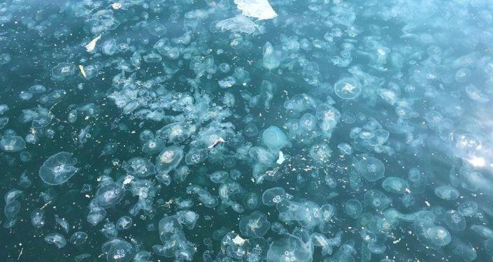 İstanbul Boğazı binlerce denizanası tarafından istilaya uğradı