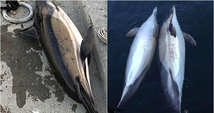 İstanbul Boğazı'nda 1 günde 3 yunus ölü bulundu