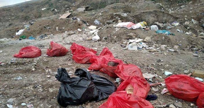 Moloz yığını altında 20 köpek ölü bulundu