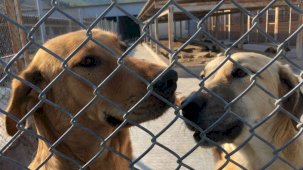 Hayvan sahiplenmek isteyenlere 'nakil ücreti' tuzağı