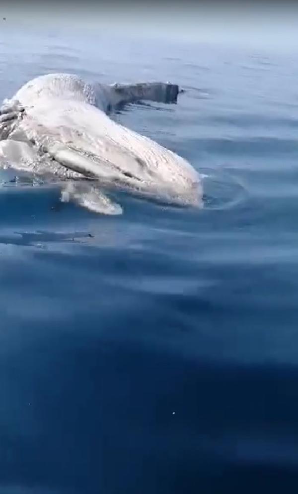 İskenderun Körfezi'ndeki ölü balina yavrusu kıyıya vurdu