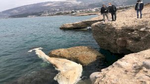 İskenderun Körfezi'ndeki ölü balina yavrusu kıyıya vurdu
