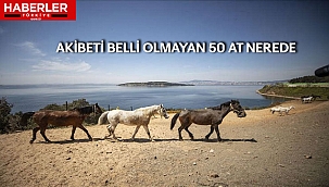 İBB'nin Adalardan Toplatıp  Hatay'a Gönderdiği 50 At Kayıp!