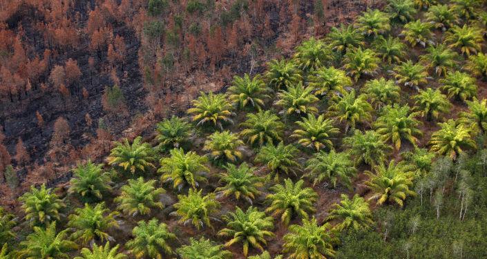 Sri Lanka palmiye yağı ithalatını yasakladı
