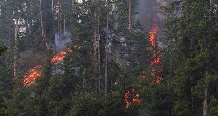 Artvin'de orman yangını: Çam ve köknar ağaçlarının bulunduğu 5 hektarlık alan yandı