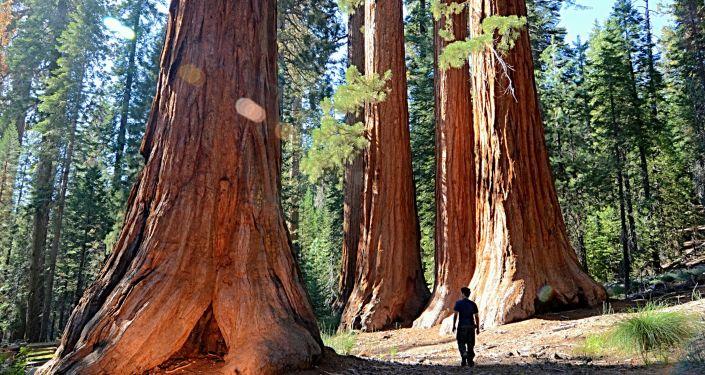 Kaliforniya Yangınının üzerinden 1 yıl geçmiş olmasına rağmen dumanı tüten bir Sekoya ağacı keşfedildi