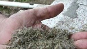 Havalar ısındı, Büyükçekmece'yi 'kronomid' sardı