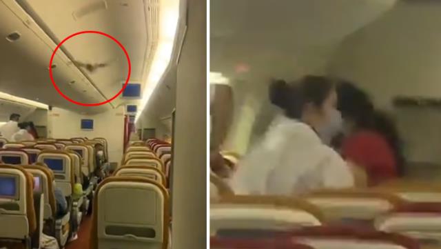 Uçakta panik anları! Kabine giren yarasa nedeniyle uçak acil iniş yaptı