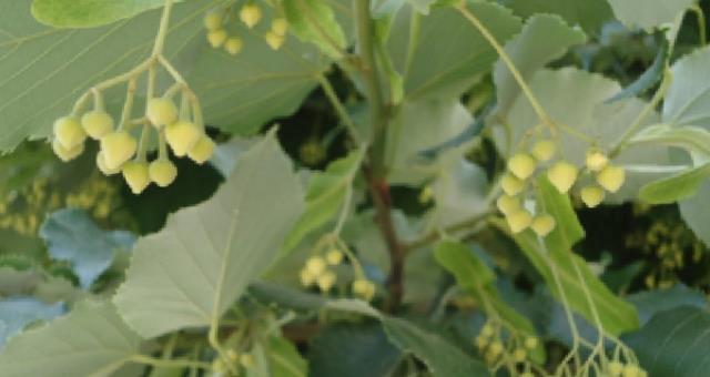 Ihlamur ile ekonomiye 30 milyon TL&#039;lik şifa