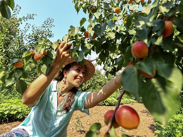 Kariyerini Bıraktı Dede Mirası Organik Tarıma Başladı