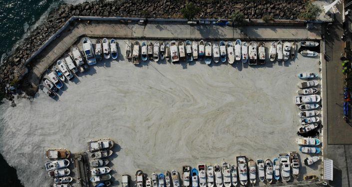 Müsilaja karşı uzmanlardan 'midye' çağrısı