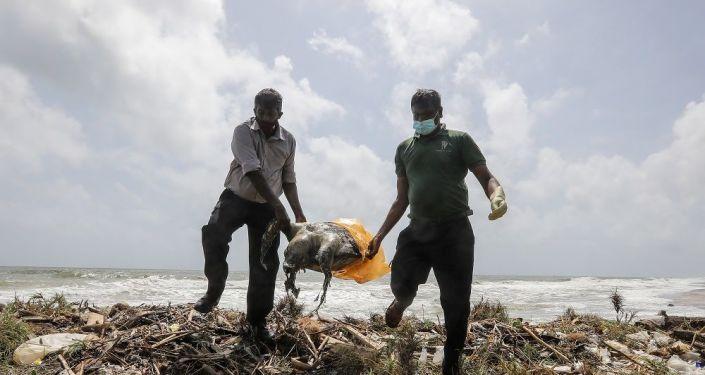 Sri Lanka&#039;da gemi yangınından sonra yaklaşık 100 kaplumbağa, 12 yunus ve bir mavi balina ölüsü kıyıya vurdu