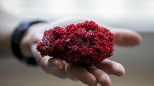 Aktarlarda satılan 'kardeş kanı' bitkisi, hayati tehlikeye yol açabilir