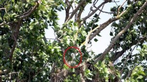 Nesli tehlike altındaki şah kartal yavrusu, yuvadan çalındı