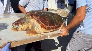 Urla'da yaralı bulunan caretta caretta kurtarılamadı