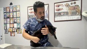 Zorunlu hale getirilmesinin ardından, evcil hayvanlara mikroçip takılıyor