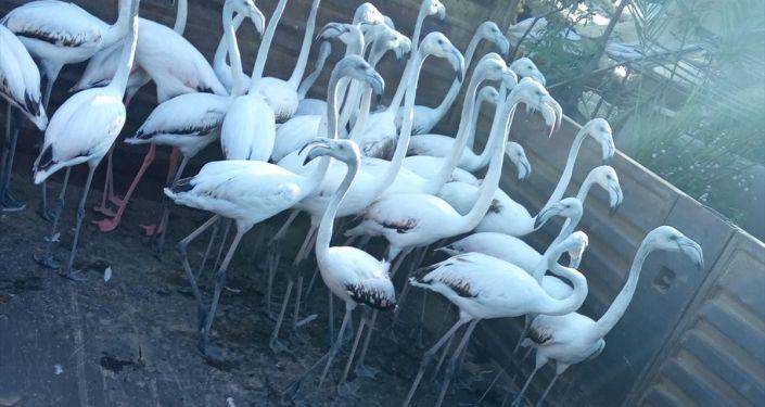 Antalya&#039;da kanatları kesilmiş 32 yavru flamingoyla ilgili para cezası uygulandı