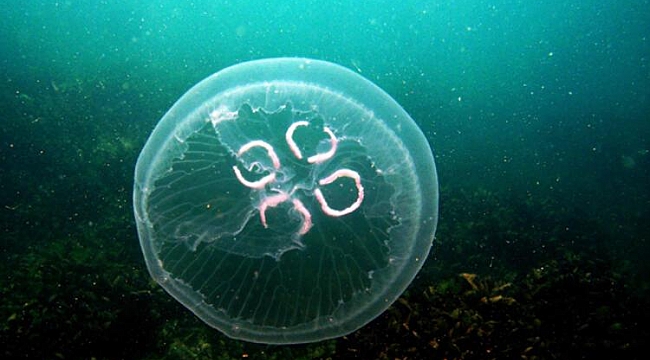 Karasu sahilinde denize giren bazı kişilerin vücutlarında kaşıntılar başladı