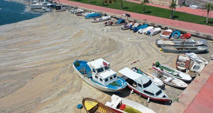 Müsilaj Araştırma Komisyonu Üyesi Ceylan: Tuna Nehri, Marmara’daki müsilajın en büyük nedeni