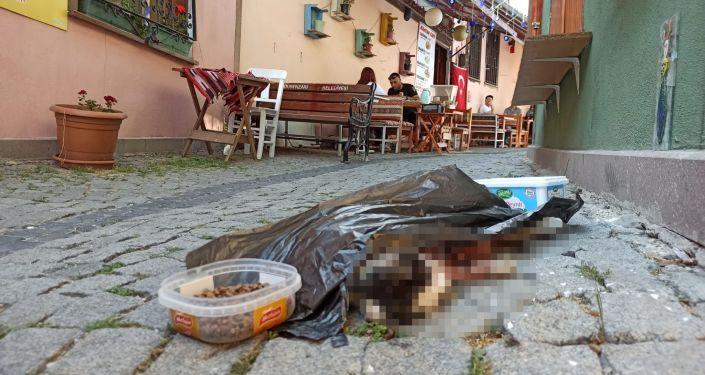 Sokak kedisini öldürüp mama kabının yanına attılar