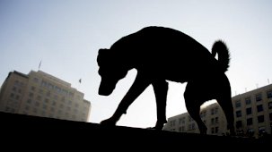 ABD’den Türkiye’ye 'köpeklerde yüksek kuduz riski' kısıtlaması