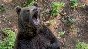 Danıştay’dan emsal niteliğinde karar: Devlet, ayı saldırısına uğrayan muhtara tazminat ödeyecek