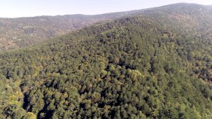 Gaziantep ve Çanakkale'de ormana giriş yasaklandı
