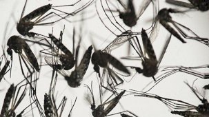 İstanbul'da sivrisinek ısırıklarına bağlı hasta şikayetleri arttı