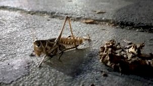 İstanbul'un iki ilçesinde çekirge alarmı: 'Ölçtüm, yaklaşık 10-12 santim civarlarındaydı'