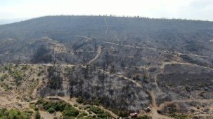 İzmir Foça'daki yangında 30 hektar ormanlık alan zarar gördü