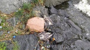 Küçükçekmece Gölü'nde balık ölümlerinden sonra martı ölümleri