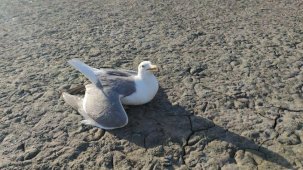 Van'daki martı ölümlerinin nedeni açlık ve stres