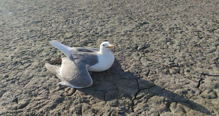 Van'daki martı ölümlerinin nedeni açlık ve stres