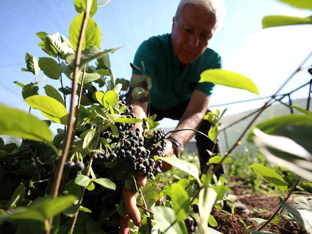 Ankara aronya meyvesinin üretiminde iddialı