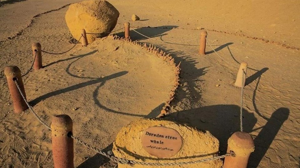 Araştırma: Dört ayaklı 43 milyon yıllık balina fosili keşfedildi