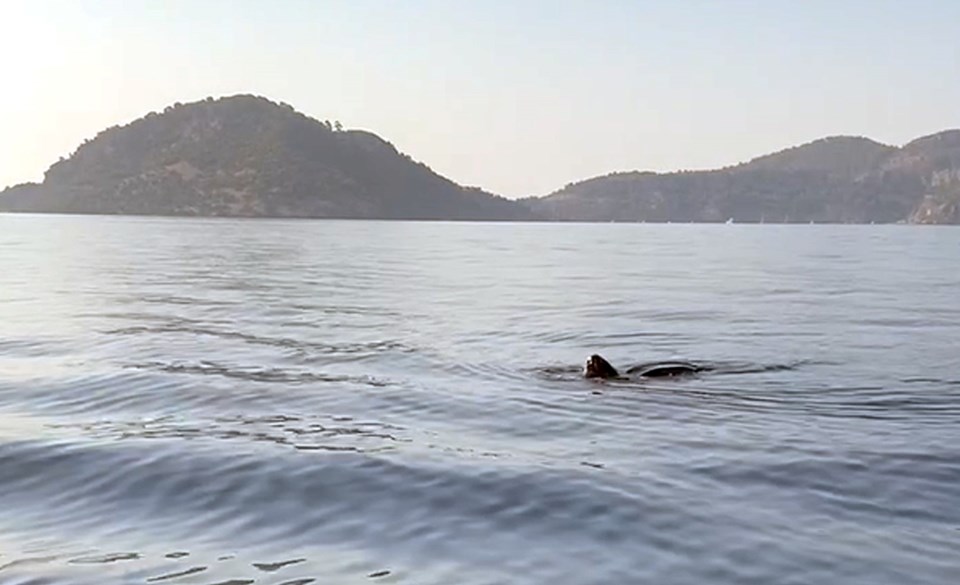 Deri sırtlı deniz kaplumbağası Türkiye kıyılarında ilk defa canlı görüntülendi