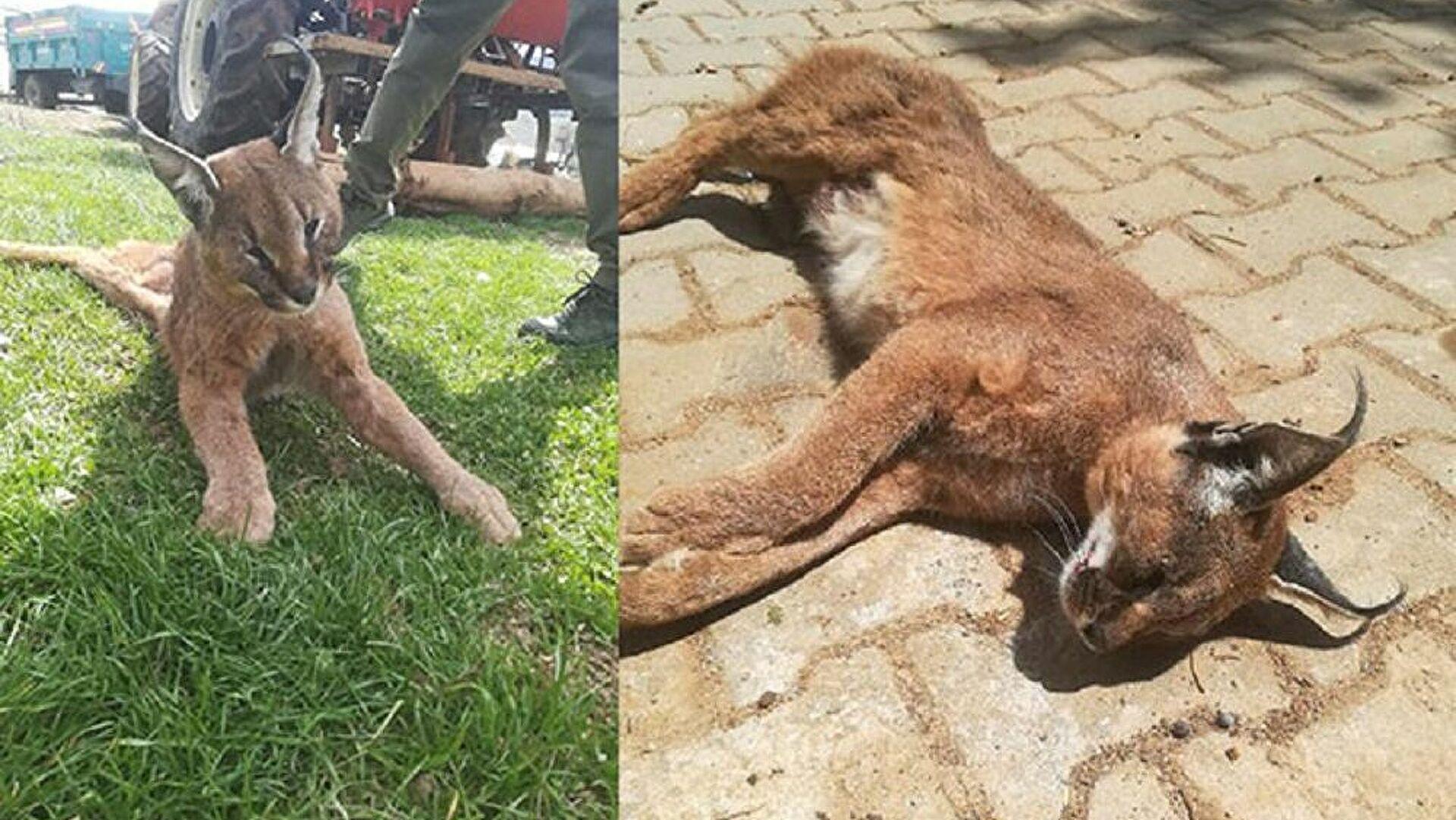 Nesli tehdit altındaki 'karakulak' ölü bulundu