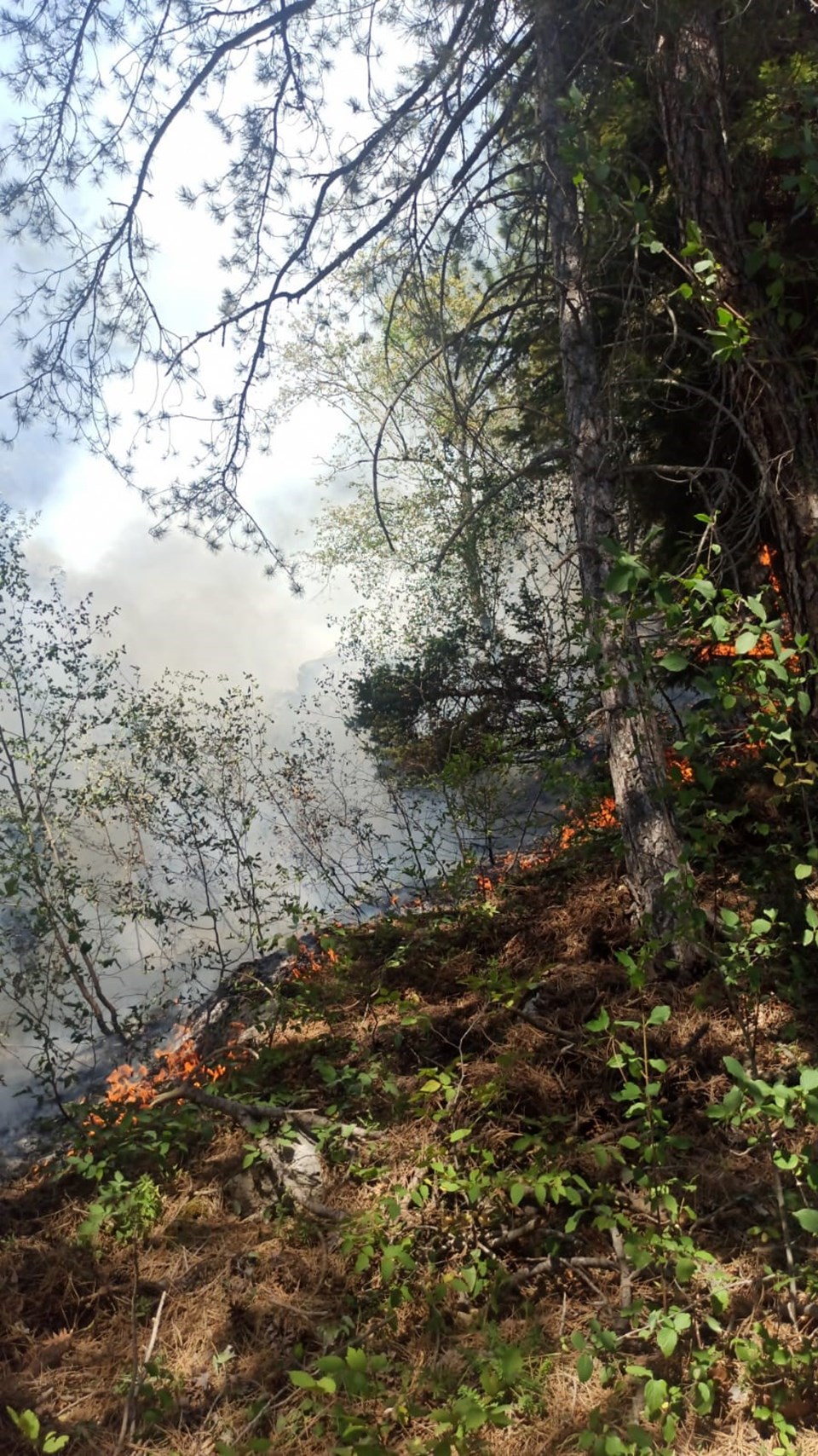 Orman yangınlarında son durum: Alevler termik santrale sıçradı
