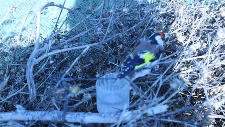 Nesli tükenmekte olan kuşların satışının yapıldığına dair bilgi üzerine harekete geçildi