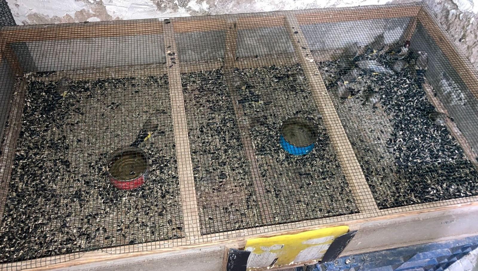 Nesli tükenmekte olan kuşların satışının yapıldığına dair bilgi üzerine harekete geçildi