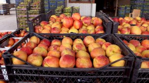 Bahçede kilosu 5 lira olan şeftali ve nektarin markette 18 lira