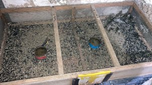 Nesli tükenmekte olan kuşların satışının yapıldığına dair bilgi üzerine harekete geçildi