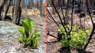 Doğa Küllerinden Yeniden Canlanıyor! Yanan Ormanlar Yeniden Yeşermeye Başladı
