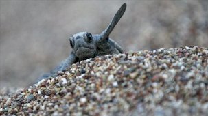 Yavru caretta carettalar yangının dumanından yönünü bulamadı